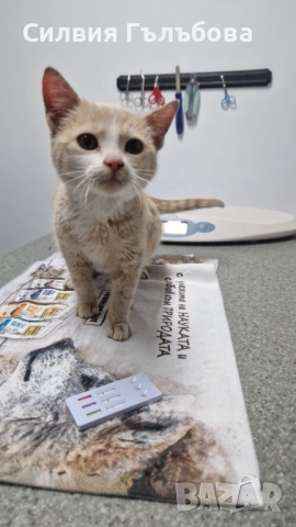 Бейлис търси дом , снимка 2 - Други - 52884275