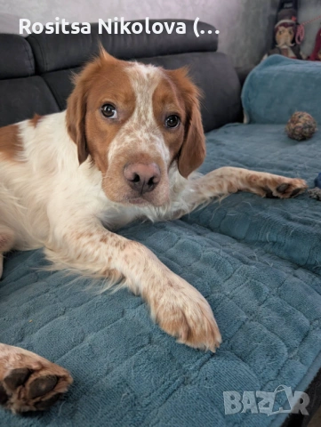 Търси се!! Изгубено / откраднато куче - бретон!, снимка 3 - Изгубени/намерени - 53234166