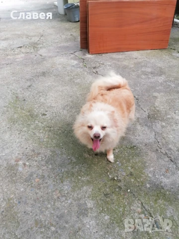 Продавам мини шпиц , снимка 3 - Померан - 50473549