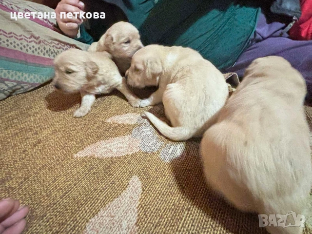 Лабрадор ретривър , снимка 3 - Лабрадор ретривър - 53220479