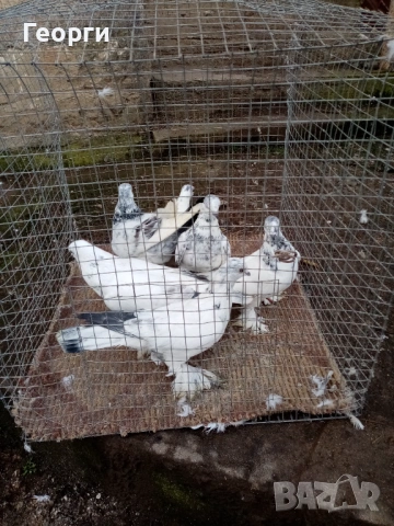 Гащати Унгарци , снимка 2 - други­ - 53283861