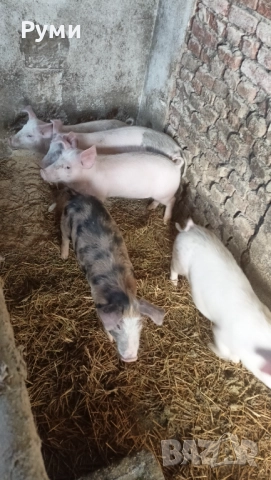 Продавам прасенца 30-35кг, снимка 6 - Прасета - 52802580