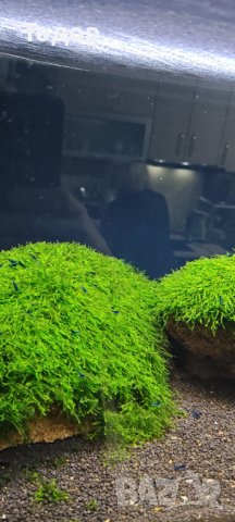 Сини скариди Blue Diamond, снимка 1