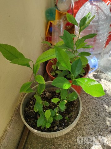 Разсад лимончета на 1,2,3,4,5 години по избор, снимка 4 - Градински цветя и растения - 37117894