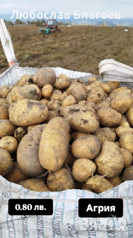 Картофи за консумация, снимка 3 - Домашни продукти - 52015865