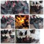 Разплодни яйца и пиленца от Легхорн, Легбар, Австралорп черен, син, Бял , снимка 1 - Кокошки и пуйки - 43887227