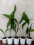 Семейно щастие (Аспидистра) с височина 50-70см., снимка 1