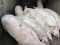Свободни!! Домашни Прасета, снимка 4