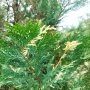 Кипарис Лейланди вариегатно, (Cupressocyparis leylandii 'Variegata'), снимка 10