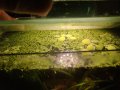 Растения за аквариум и езеро , имам излишни стартирани аквариуми., снимка 11