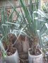 Юка, агаве, столетник, столистник вечно зелени и студоустойчиви, снимка 8