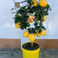  Лимон Лимонови дръвчета ,лимон дръвче цена, снимка 3 - Градински цветя и растения - 36625824