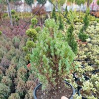 Хвойна Стрикта, Juniperus Stricta!!!, снимка 10 - Градински цветя и растения - 39272499