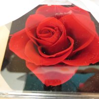 Истинска роза с огърлица, снимка 12 - Подаръци за жени - 43898794
