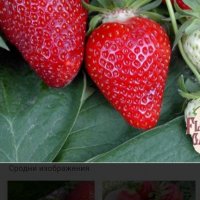 продавам расад ягоди и малини, снимка 3 - Разсади - 32538585