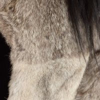 Дамско палто от заек, снимка 2 - Палта, манта - 27280449