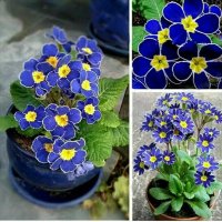 100 бр редки семена от цвете цветя синя вечерна иглика лесни за засаждане в градината градински деко, снимка 15 - Стайни растения - 37707697