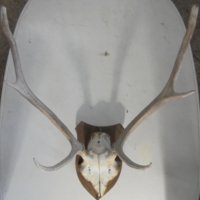 еленски рога с череп, снимка 1 - Антикварни и старинни предмети - 27926303