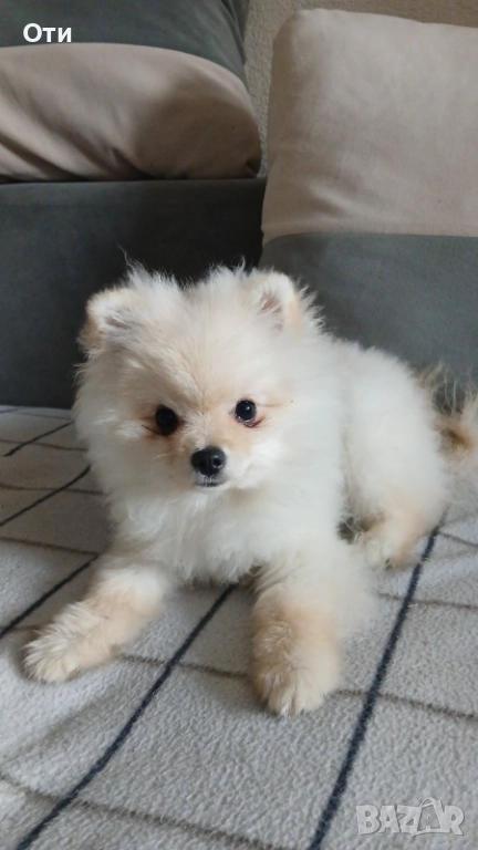 Померан, снимка 1