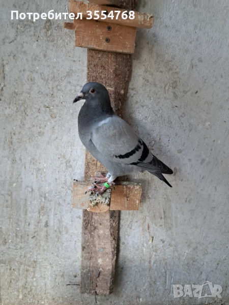 Продавам спортни гълъби , снимка 1