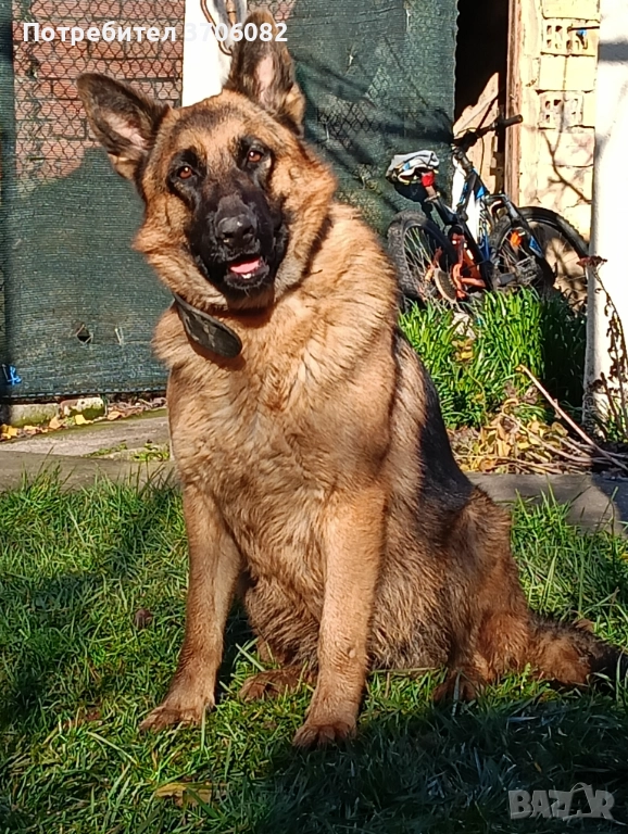 Продавам немска овчарка на година и половина не е агресивен кастриран за повече информация 089903513, снимка 1