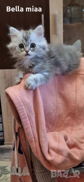 малки британки , снимка 1