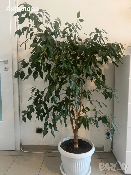 Бенджамин, снимка 1