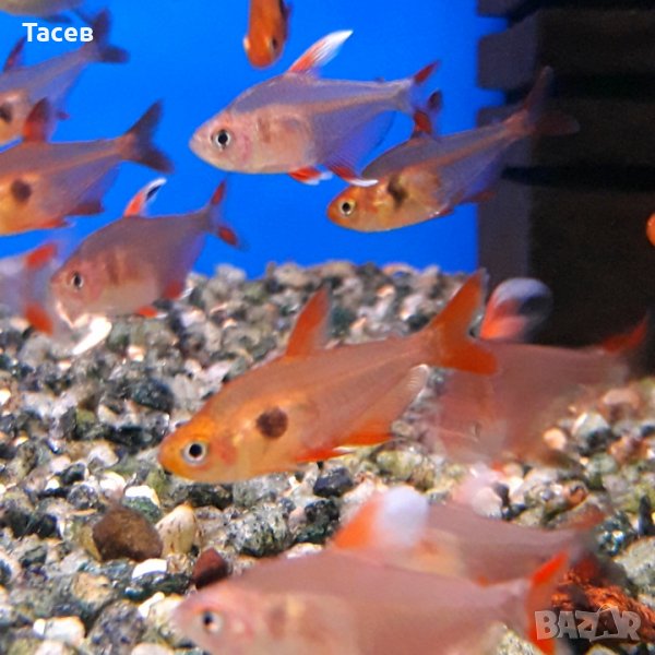 Червен фантом, снимка 1