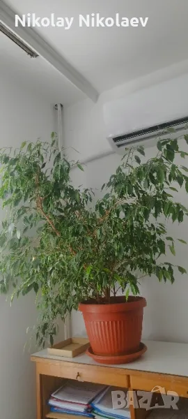 фикус Бенджамин , снимка 1
