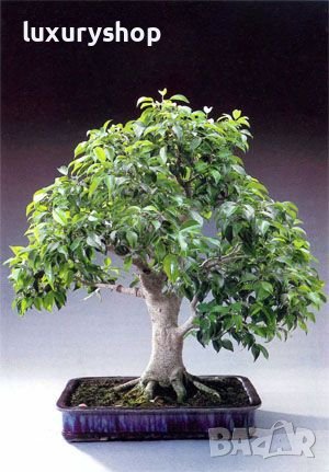 БЕЗПЛАТНА ДОСТАВКА!   х 100 броя селектирани семена от Дръвче " Бонсай "   Цена: 16.89 лева, снимка 1