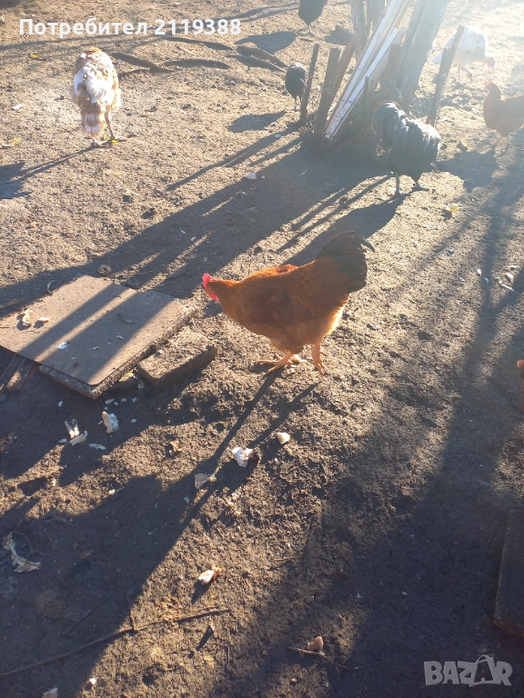 1 бр Ню Хемпшир на 7 м, снимка 1