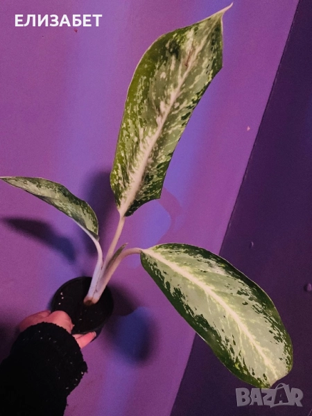 Аглаонема, снимка 1