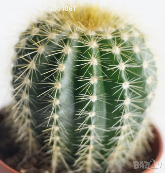 кактус , снимка 1