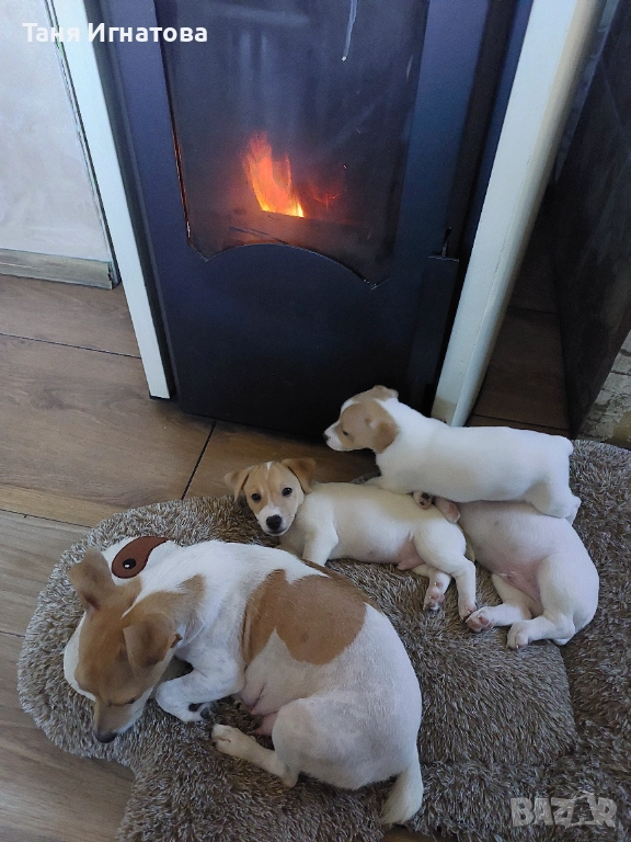 Продавам кученца Джак-ръсел на 60 дни, снимка 1