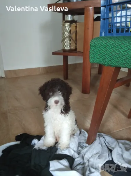 Ларгото романьоло, снимка 1