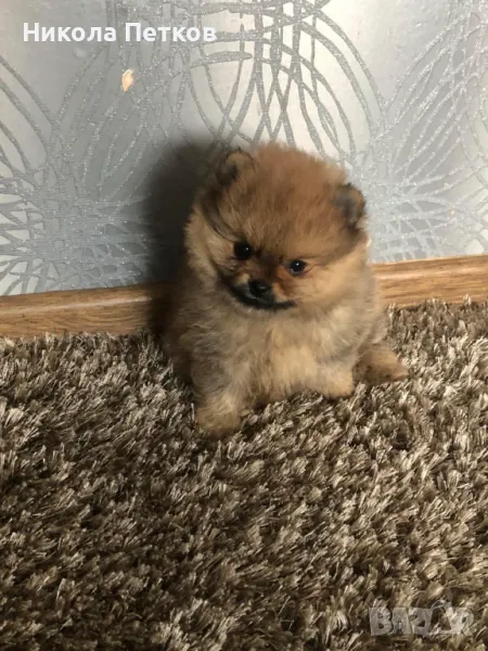 Померанчета, снимка 1