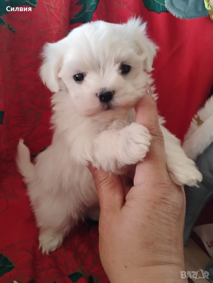 предлагам малтийски болонки , снимка 1