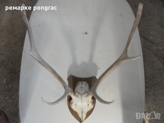 еленски рога с череп, снимка 1