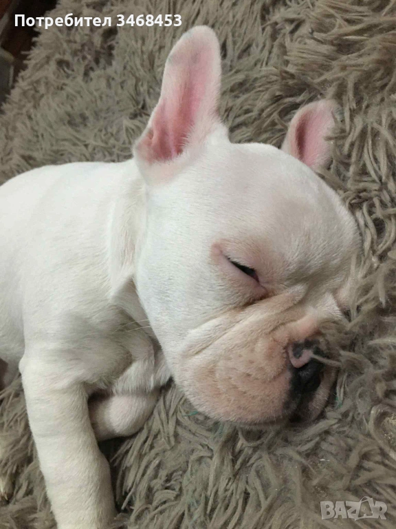 Френски булдог мъжко, снимка 1