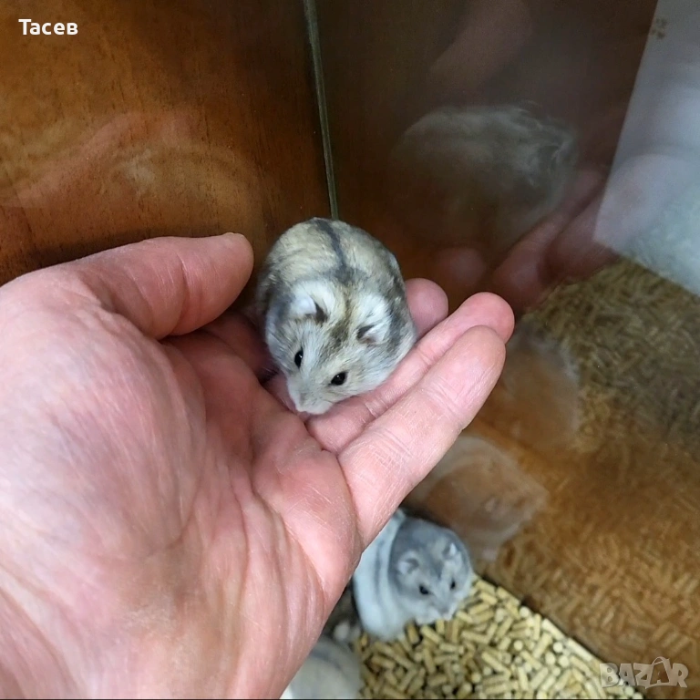 Мини хамстери, снимка 1