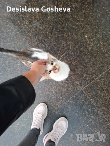 Търсим дом,  на мама Котана и бебе Топчо , снимка 7 - Други - 52941806