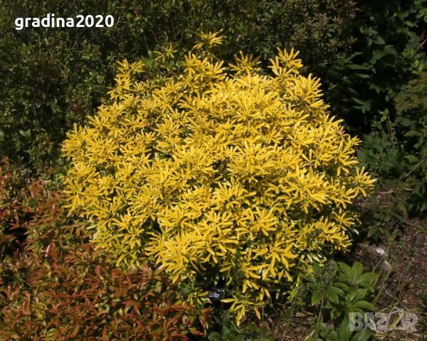  Чойсия  (Портокалово цвете) - Choisya Aztec Gold, снимка 4 - Разсади - 36762009