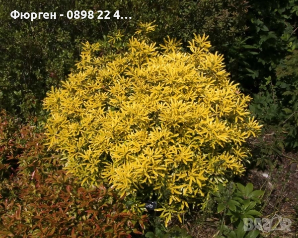 Чойсия (Портокалово цвете) - Choisya Aztec Gold, снимка 4 - Разсади - 51551729