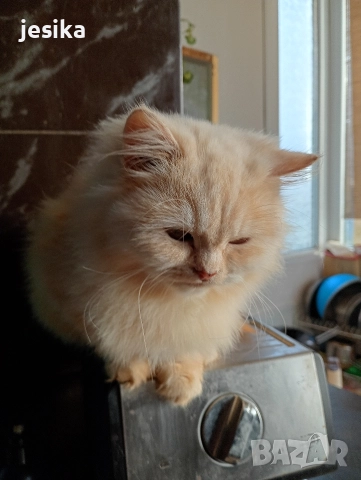 персийски на 4месеца , снимка 3 - Персийска - 52840492