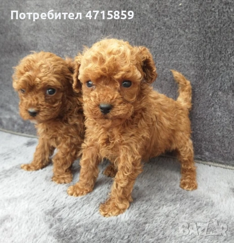 Мъжки и женски кученца пудел