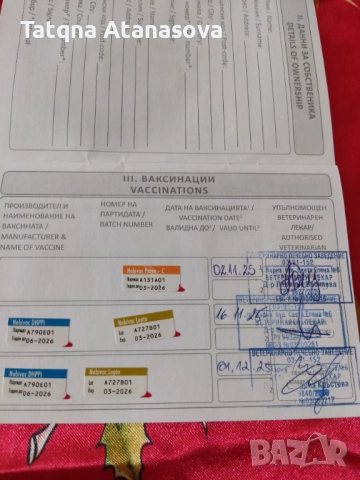 Продавам мини пинчер , снимка 6 - Пинчер - 52717708