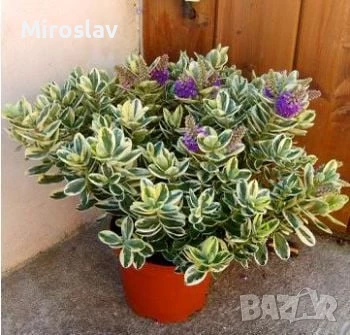 Хебе Триколор, снимка 2 - Градински цветя и растения - 50625322