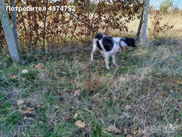 Женски бретон шпаньол, снимка 7 - Бретон шпаньол - 53234196