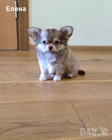 чистокръвно чихуахуа шоко момченце , снимка 2 - Чихуахуа - 53368830