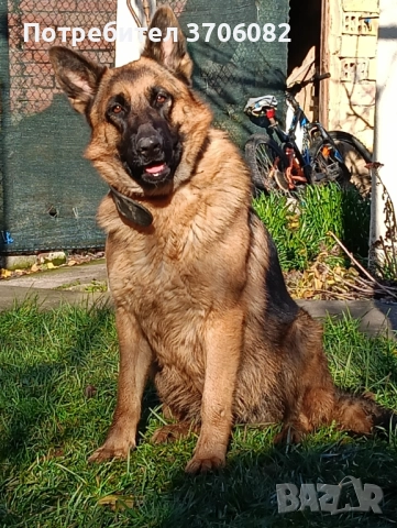 Продавам немска овчарка на година и половина не е агресивен кастриран за повече информация 089903513